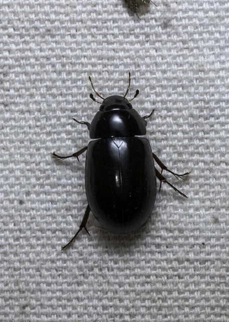 Hydrochara caraboides - kis csibor
