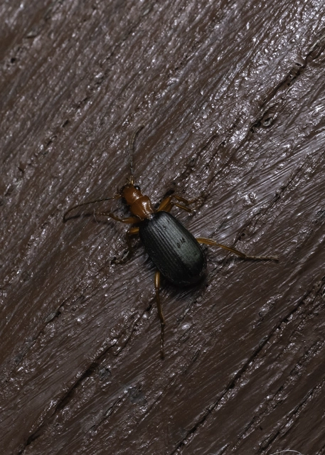 Brachinus crepitans - nagy pöfögőfutrinka