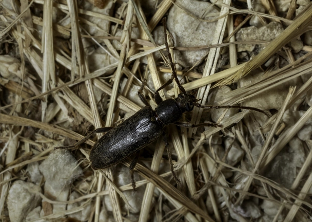 Trichoferus campestris - szállóvendég éjicincér