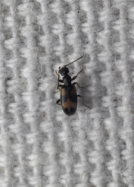 Anthicus antherinus - közönséges fürgebogár