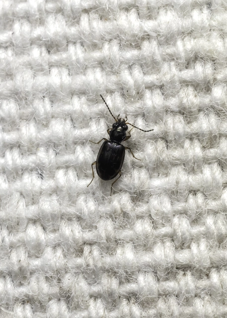 Bembidion octomaculatum - nyolcfoltos gyorsfutó