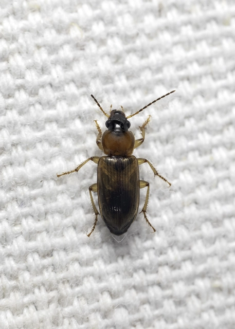Stenolophus discophorus - kisfoltos turzásfutó