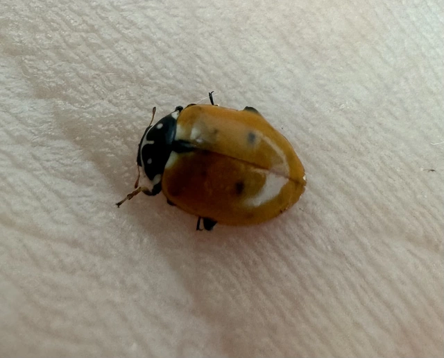 Hippodamia variegata - tizenhárompettyes katica