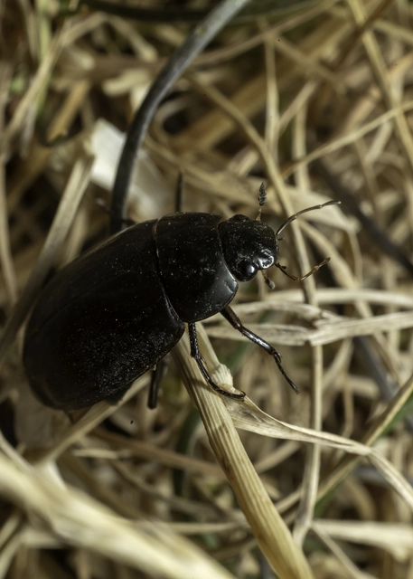 Hydrochara caraboides - kis csibor