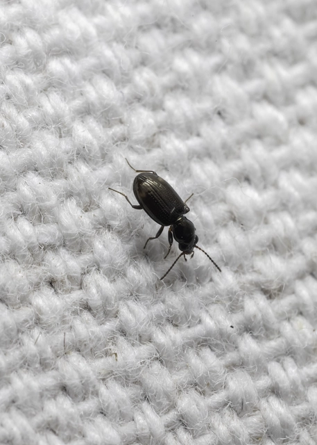 Bembidion tenellum - gyöngyházfényű gyorsfutó