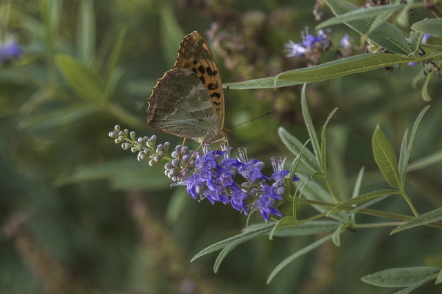 Argynnis paphia - nagy gyöngyházlepke