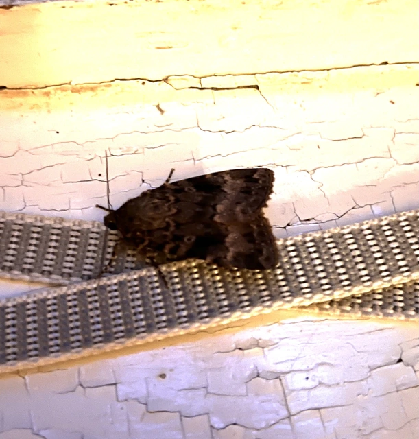Amphipyra berbera/pyramidea