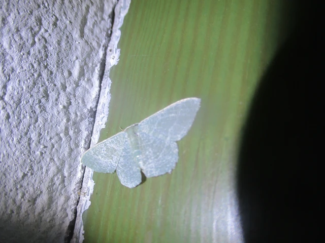 Phaiogramma etruscaria - fehérpettyes zöldaraszoló