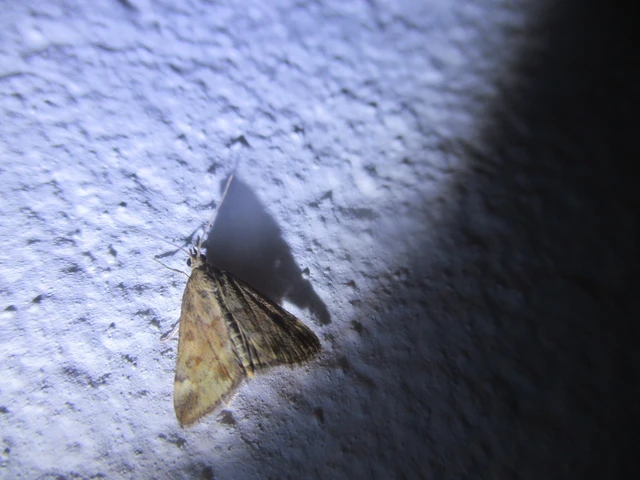 Pyrausta despicata - réti bíbormoly