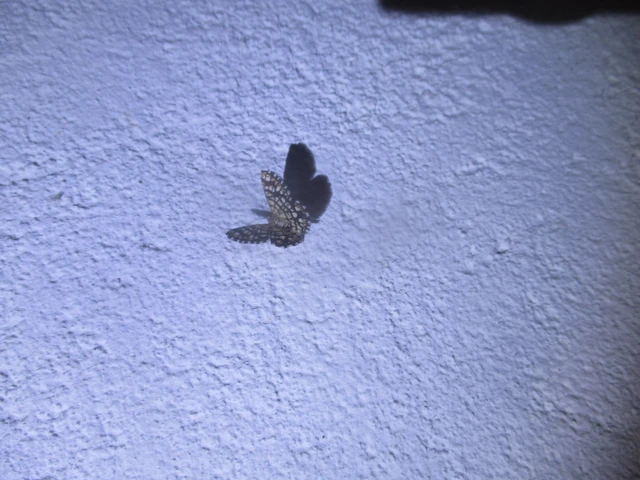 Chiasmia clathrata - rácsos rétiaraszoló
