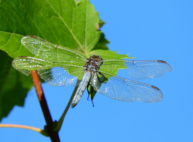 Orthetrum coerulescens - karcsú pásztorszitakötő