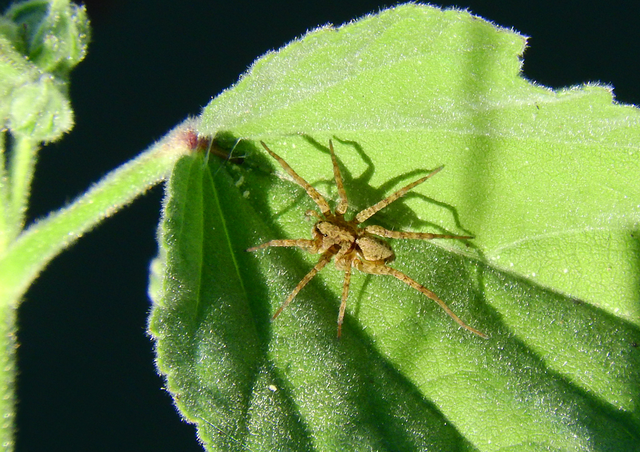 Pardosa