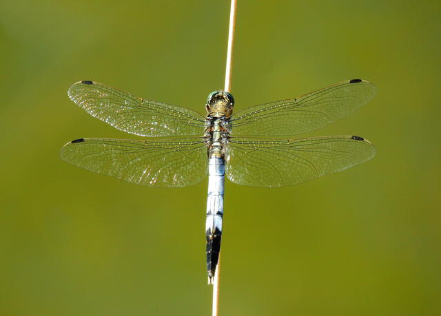 Orthetrum albistylum - fehérfarkú pásztorszitakötő