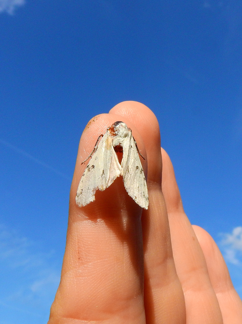 Acronicta leporina - fehér szigonyosbagoly