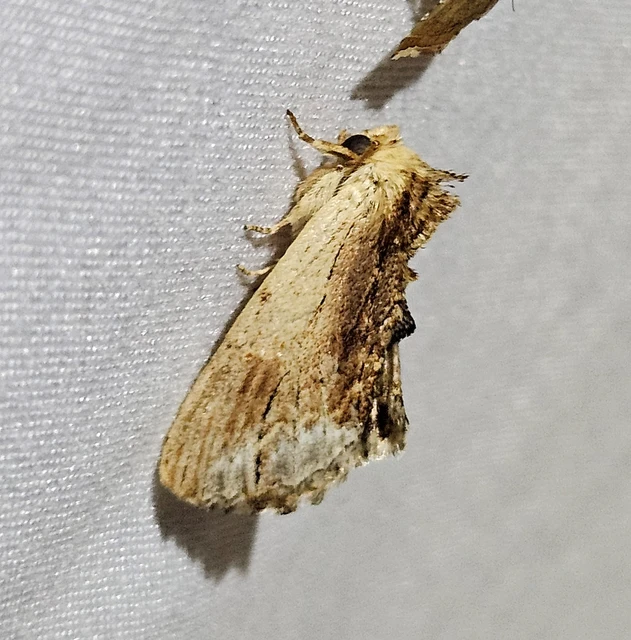 csuklyás púposszövő - Ptilodon cucullina