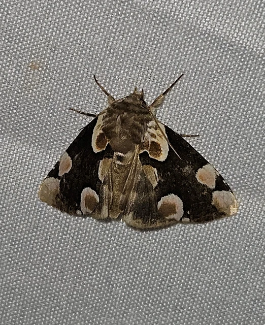 rózsafoltos pihésszövő - Thyatira batis