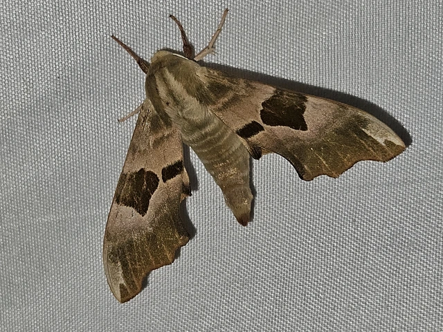 hársfaszender - Mimas tiliae