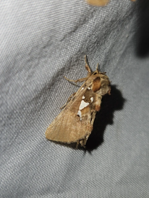 ezüstfoltos púposszövő - Spatalia argentina