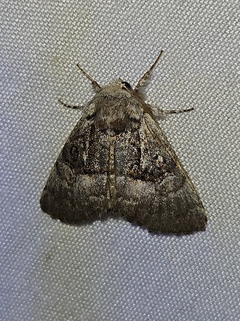 mogyoróbagoly - Colocasia coryli