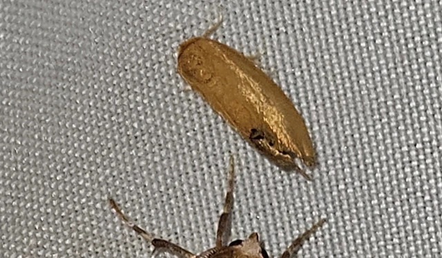 csigalepke - Heterogenea asella