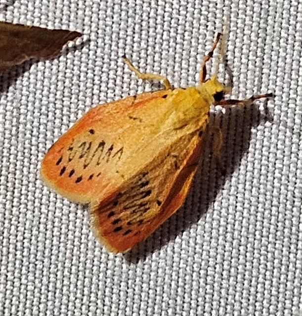 piros medvelepke - Miltochrista miniata