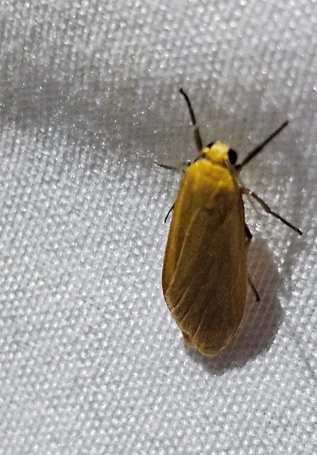 lapos zuzmószövő - Eilema depressa