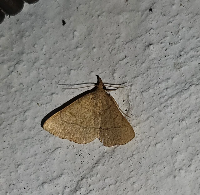 sárgás karcsúbagoly - Paracolax tristalis