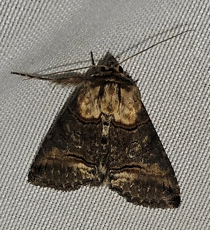 Abrostola agnorista - sziklalakó csalánbagoly