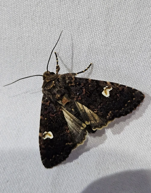 Melanchra persicariae - fehérfoltos kertibagoly