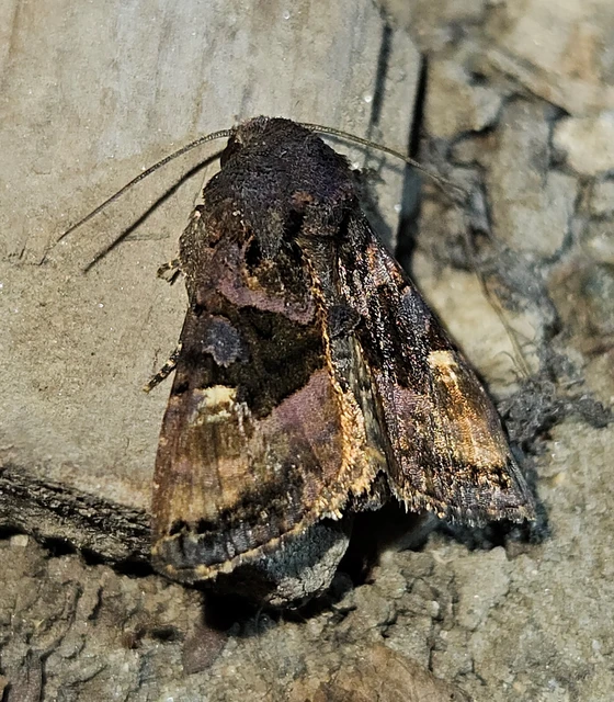 Euplexia lucipara - szeder-csipkésbagoly