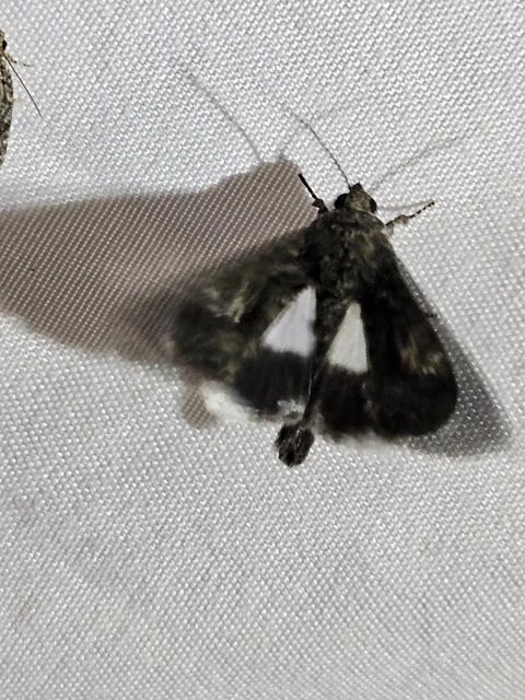 Anophia leucomelas - déli folyófűbagoly Anophia leucomelas - déli folyófűbagoly