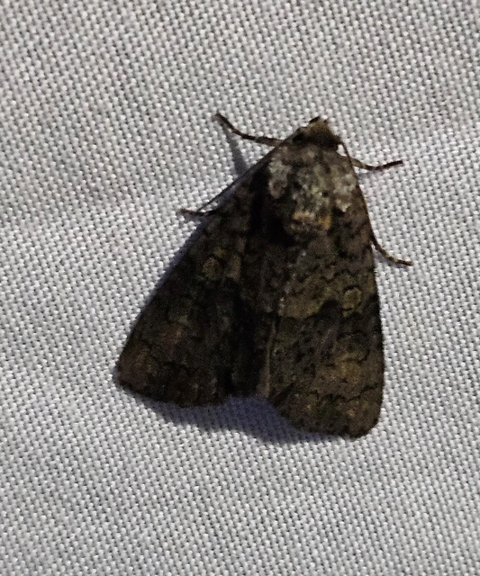 fagyalbagoly - Craniophora ligustri