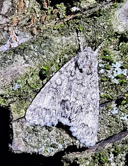 Acronicta megacephala - nagyfejű szigonyosbagoly