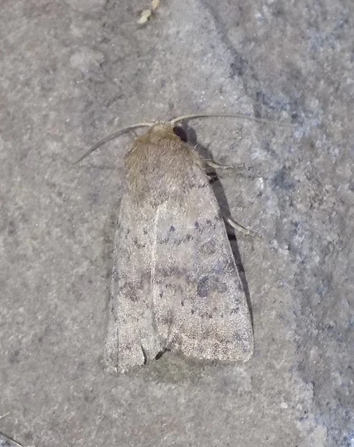 barna selymesbagoly - Hoplodrina octogenaria