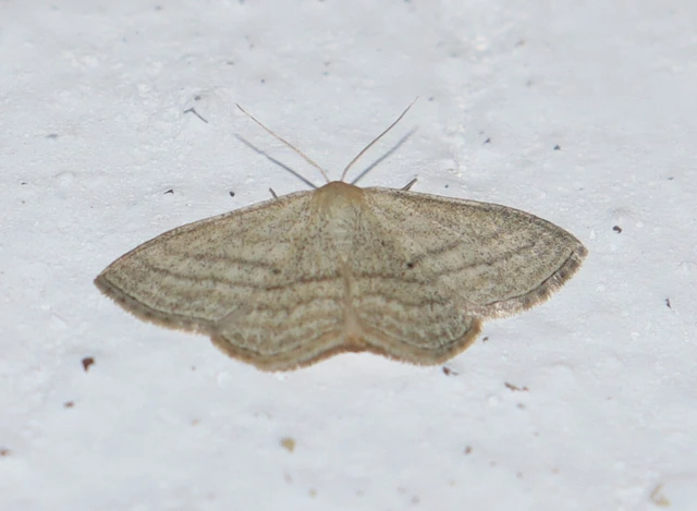 Scopula virgulata - vesszős sávosaraszoló