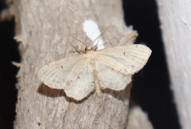 Idaea dimidiata - gyakori apróaraszoló