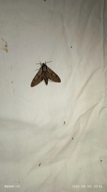 Hyloicus pinastri - fenyőszender