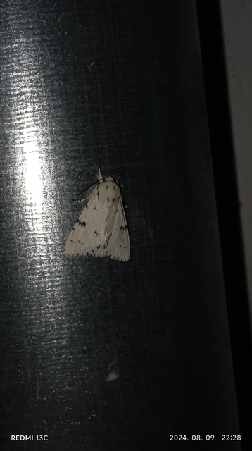 Acronicta leporina - fehér szigonyosbagoly