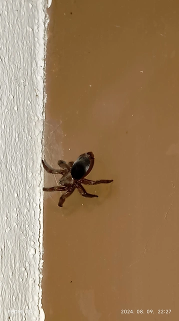 Scotophaeus