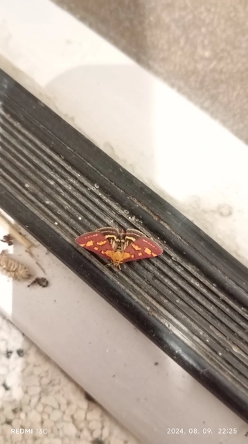 Pyrausta purpuralis - közönséges bíbormoly