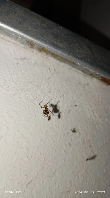 Steatoda