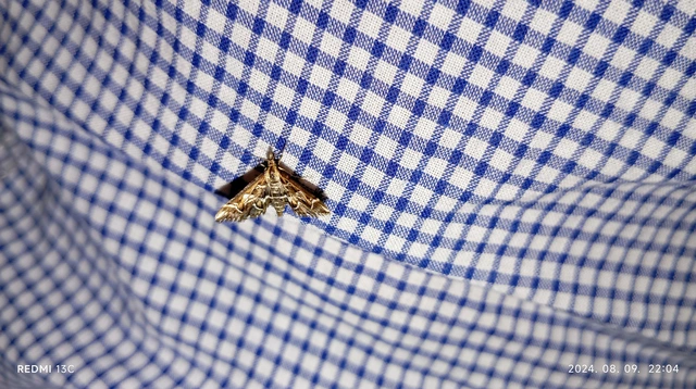 Diasemia reticularis - betűmintás tűzmoly