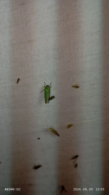 Cicadella viridis - méregzöld kabóca