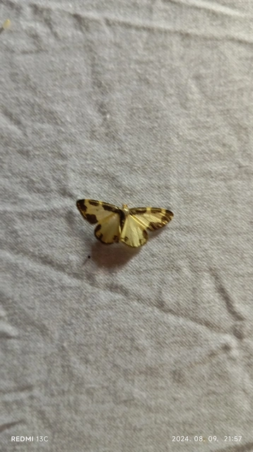 Lomaspilis marginata - szegélyes nyárfaaraszoló