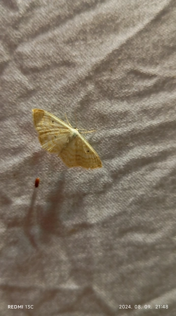 Scopula immutata - réti fehéraraszoló