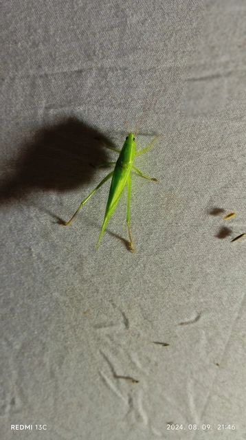 Ruspolia nitidula - nagy kúpfejűszöcske