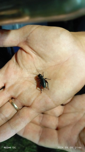 Gryllus campestris - mezei tücsök
