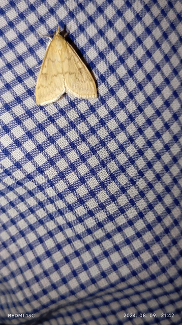 Ostrinia nubilalis - kukoricamoly