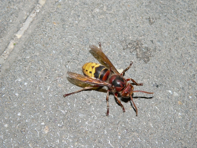 Vespa crabro - lódarázs
