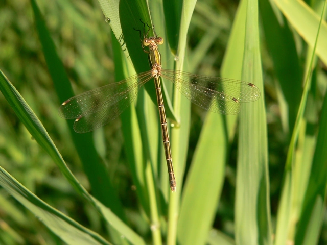 Lestes barbarus - foltosszárnyjegyű rablószitakötő